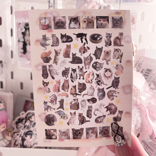 {c-艺术家} kitties : 6